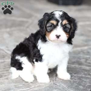 Shawn, Cavapoo Puppy